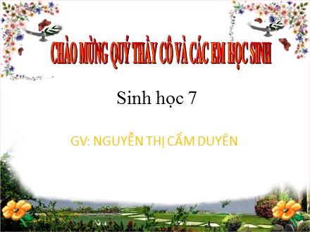 Bài giảng Sinh học 7 - Bài 17: Một số giun đốt khác và đặc điểm chung