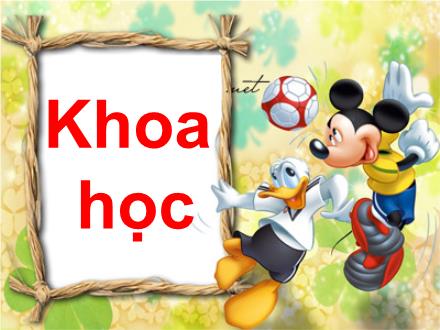 Bài giảng Khoa học Lớp 4 - Bài 10: Ăn nhiều hoa quả chín, sử dụng thực phẩm sạch và an toàn