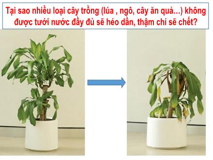 Bài giảng KHTN 7 Sách Chân trời sáng tạo - Bài 28: Vai trò của nước và các chất dinh dưỡng đối với cơ thể sinh vật